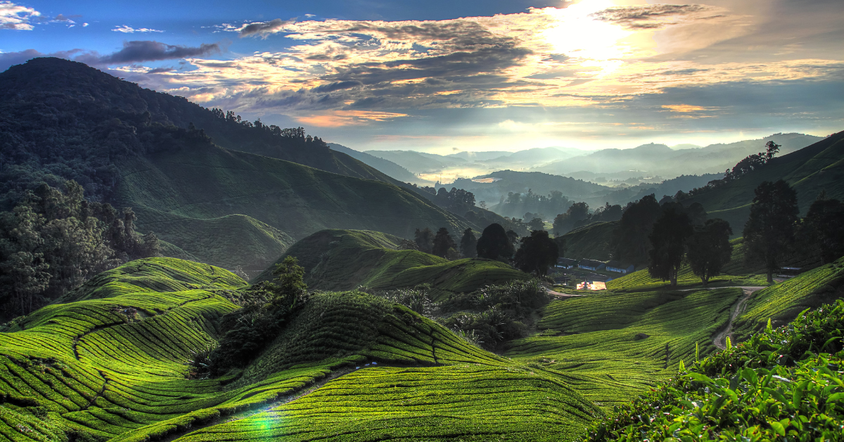 Cameron Highlands - 10 day Malaysia Itinerary