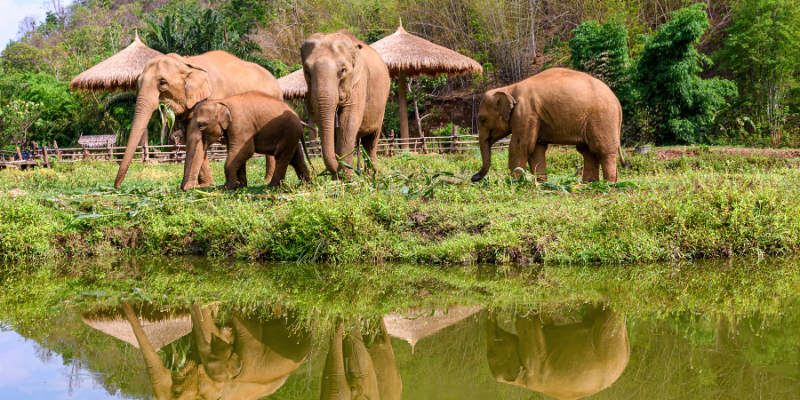 Chiang Mai Elephant Sanctuary - Thailand Itinerary 10 Days Chiang Mai Elephant Sanctuary - Thailand Itinerary 10 Days
