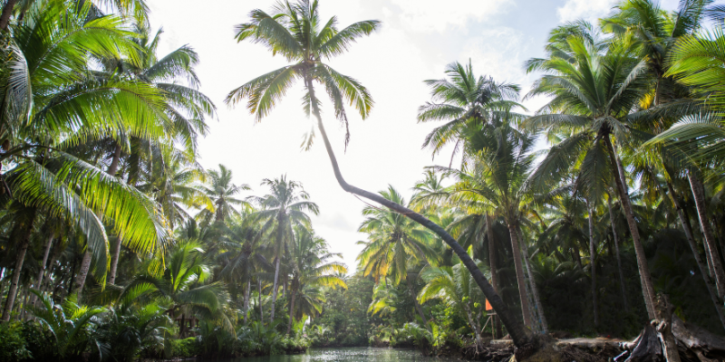 Leaning Palm Tree - Maasin River Leaning Palm Tree - Maasin River