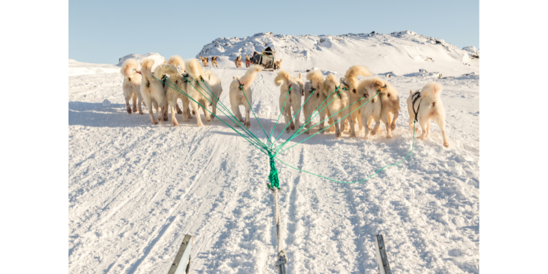 Dog Sled - Greenland 7 Day Itinerary Dog Sled - Greenland 7 Day Itinerary